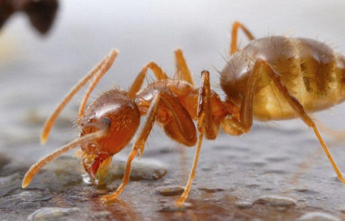 Kanseri koklayan karıncalar, hastalıkları tespit etmede köpekler kadar isabetli olabilir!